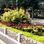 无机仿真石花箱：以永恒之名，塑将来之境
